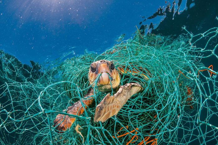 Penelitian Setiap Spesies Penyu Laut Memiliki Plastik Dalam
