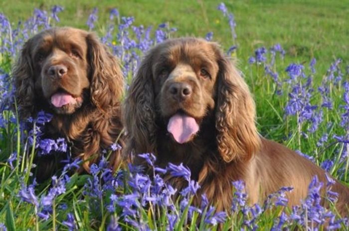 Jadi Sahabat Terbaik Manusia Ternyata Anjing Bisa Bantu