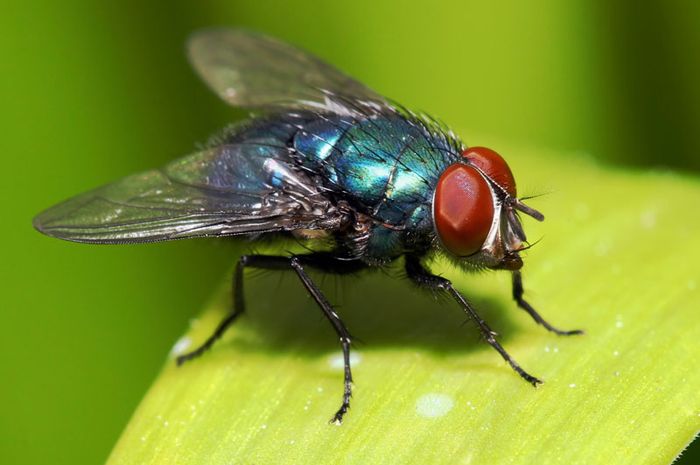 Termasuk Lalat Jangan Usir 3 Jenis Serangga Ini Karena Mereka Sangat Berharga Bagi Rumah Anda Semua Halaman Intisari