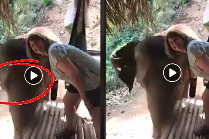 Download 53 Koleksi Gambar Gajah Resolusi Tinggi  Gratis