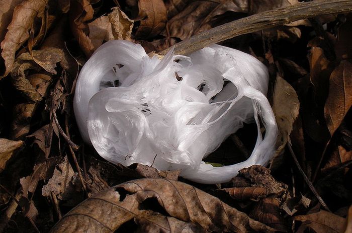Fenomena Frost Flower, Es yang Terbentuk di Alam Menyerupai Bunga Bobo