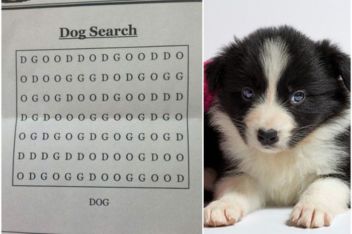 Kuis Paling Sulit di Dunia Coba Temukan Kata DOG di Dalam Kotak