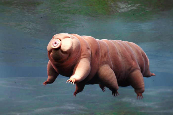 Tardigrades atau beruang air 