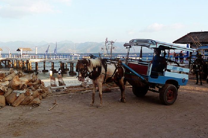 Cidomo, Transportasi Ramah Lingkungan yang Berasal Dari Lombok Bobo