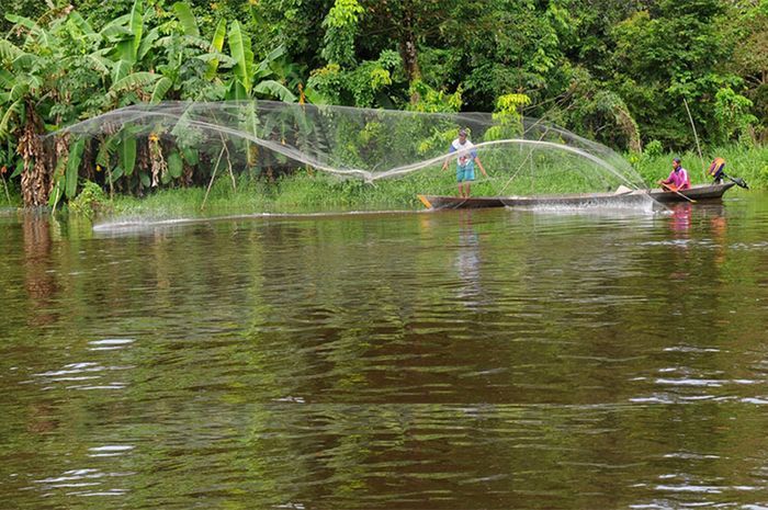 Musim Kemarau di Danau Sentarum, Waktunya Menangkap Ikan yang Banyak Bobo