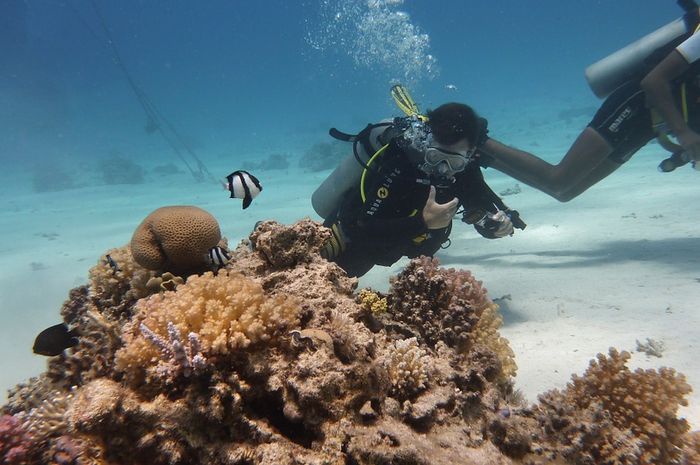 Ada 2 Jenis Olahraga Diving Apa Perbedaannya Cari Tahu Ada 2 Jenis Olahraga Diving Apa Perbedaannya Cari Tahu