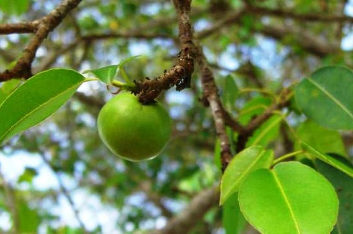 Buah dari pohon manchineel. Memakannya bisa sebabkan kematian.
