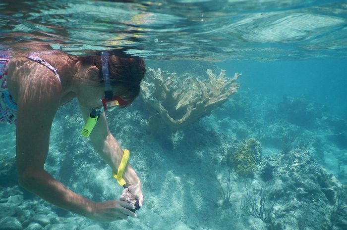 SamaSama Olahraga Menyelam, Snorkeling dan Diving Itu Berbeda, lo! Bobo