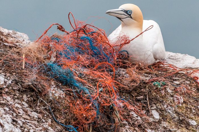 Banyak Hewan  Laut  Mati  Karena  Makan Sampah  Plastik  Kenapa 