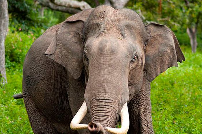 Cerita Hewan Gajah Penciuman Gajah Ternyata Lebih Tajam daripada Anjing Kok Cerita Hewan Gajah Penciuman Gajah Ternyata Lebih Tajam daripada Anjing Kok