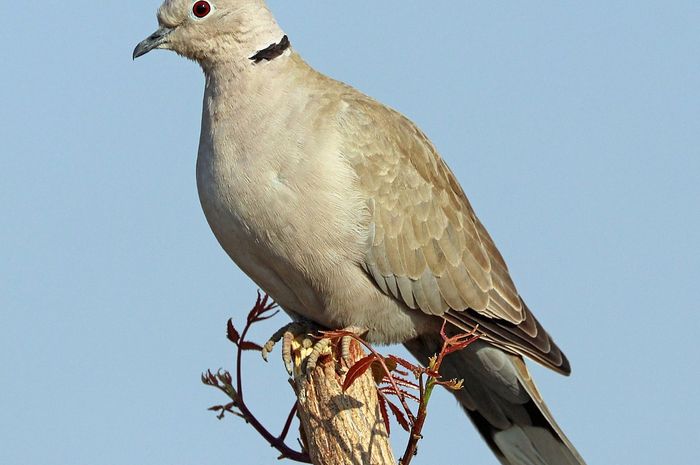 Burung Perdamaian Yang Turut Perang Terbang Hingga Ribuan