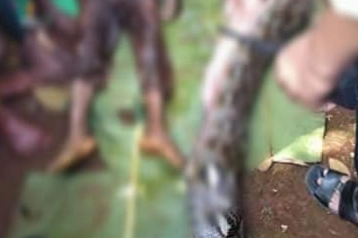 Sepuluh Ular Ini Diketahui Suka Memangsa Manusia Hidup Hidup