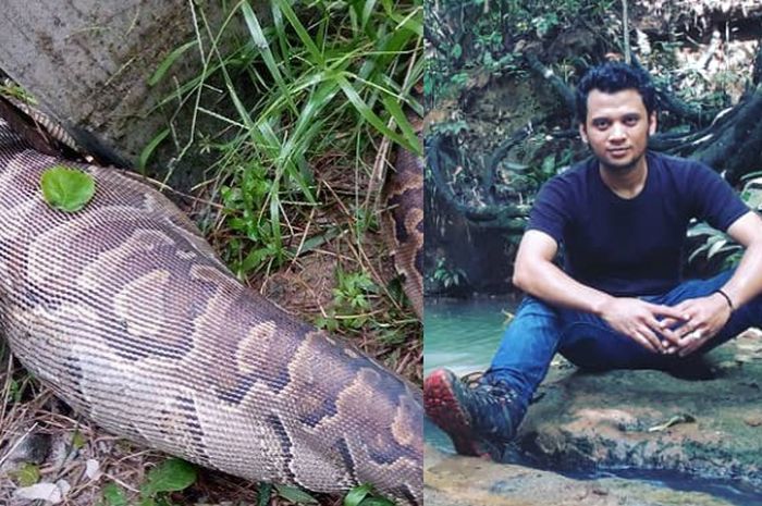 5 Penyebab Ular Telan Manusia di Sulawesi Menurut Panji Si Petualang