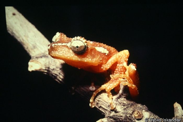 Unik Katak ini Disebut Katak Pohon Mutiara Kenapa Begitu Unik Katak ini Disebut Katak Pohon Mutiara Kenapa Begitu