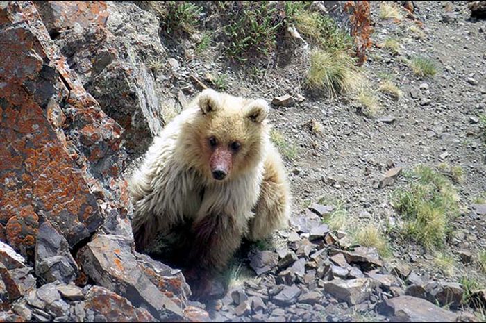 Diduga Punah  Sejak Abad  20  Beruang Mistis Sailugem 