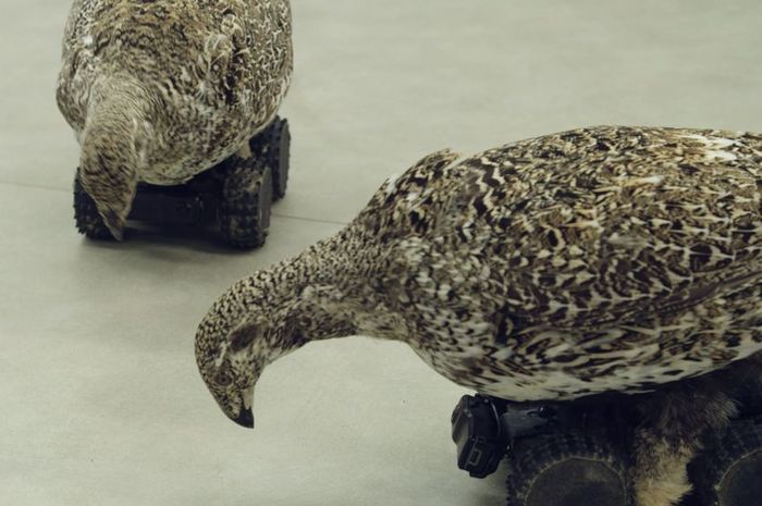 Hidupkan Kembali Bangkai Belibis Apa Yang Ingin Diketahui