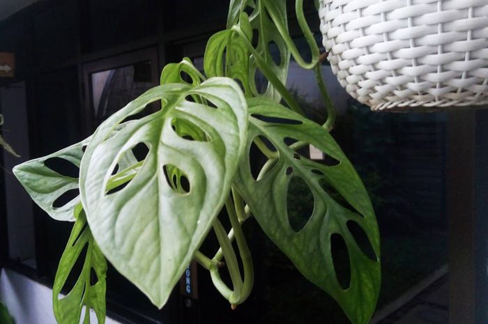 Uniknya Tanaman Philodendron Daunnya Berlubang Secara Uniknya Tanaman Philodendron Daunnya Berlubang Secara
