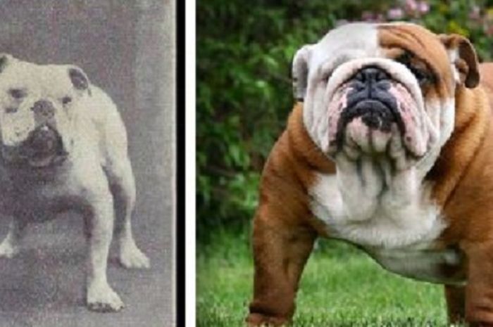 Beginilah 12 Perubahan Anjing Selama 100 Tahun Semakin