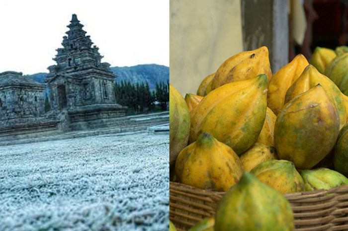 46 Gambar Kolase Pepaya HD