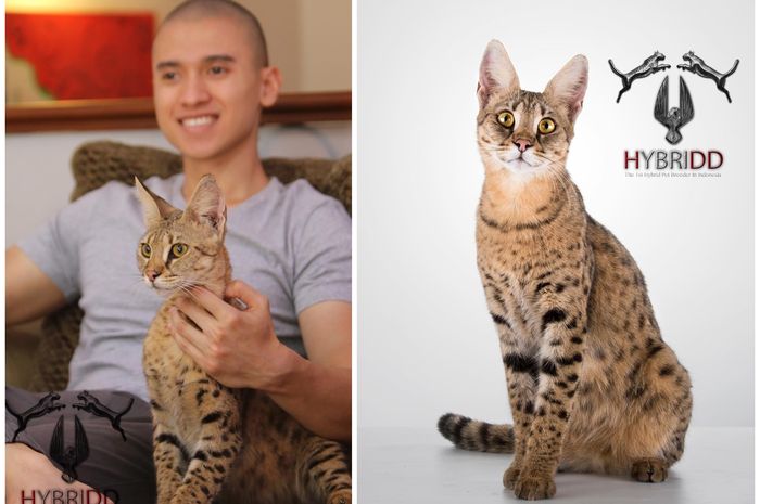 Harganya Mencapai Rp350 Juta Inilah Savannah F1 Kucing