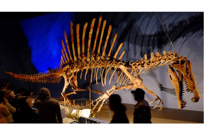 Spinosaurus, Pemburu yang Ukuran Tubuhnya Lebih Besar dari 