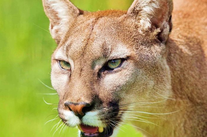 20+ Ide Gambar Singa Lucu Kata Kata - Little PrettyThings