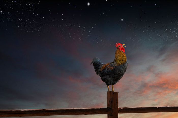 Bukan Mitos Ini Yang Akan Terjadi Jika Ayam Jago Berkokok