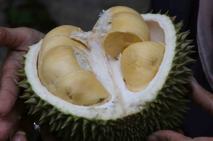 Durian Bisa Membuat Kita Tidur Lebih Cepat, Lihat Juga Manfaat Lainnya