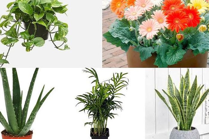 Tanaman Untuk Ruangan Tertutup - sciencecentredelft
