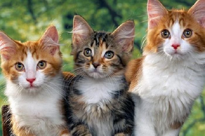 Memelihara Hewan Di Rumah Ini Strategi Agar Rumah Bersih Dan Aman