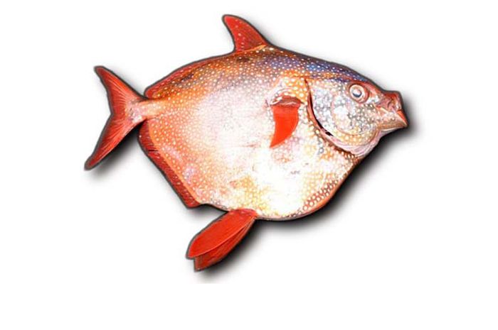 Berkenalan dengan Ikan Opah Ikan Berdarah  Panas  Pertama 