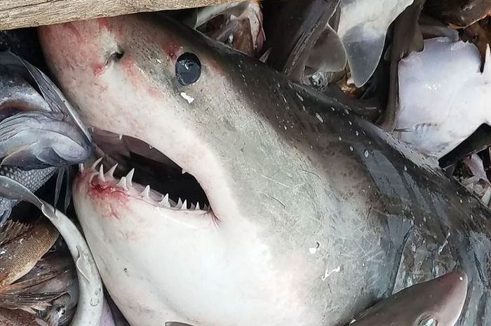 96 Gambar Ikan Hiu Predator HD Terbaru