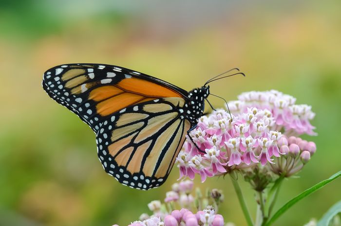 Dahulu Dibenci Kini Milkweed Dicintai Demi Populasi Kupu  