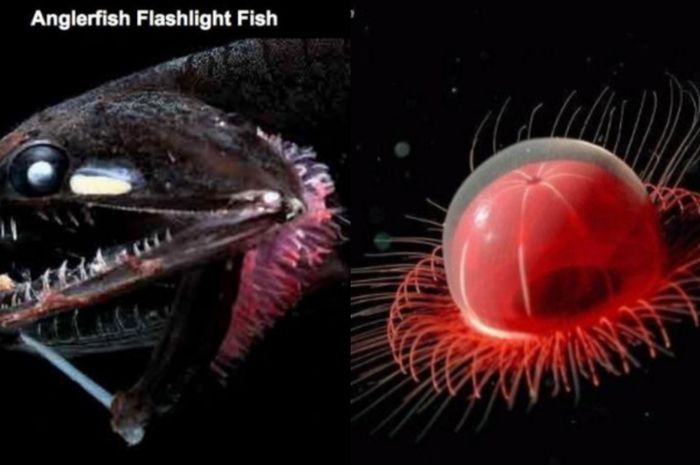 Foto Bagai Alien Seperti Inilah Wujud Ikan Ikan Yang Hidup Di
