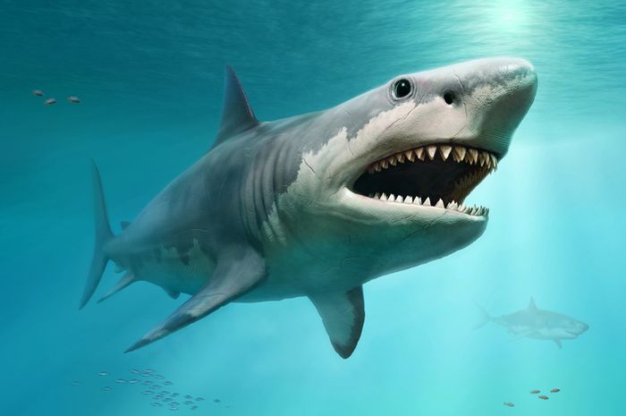 Ilustrasi 3D hiu megalodon yang sudah punah.