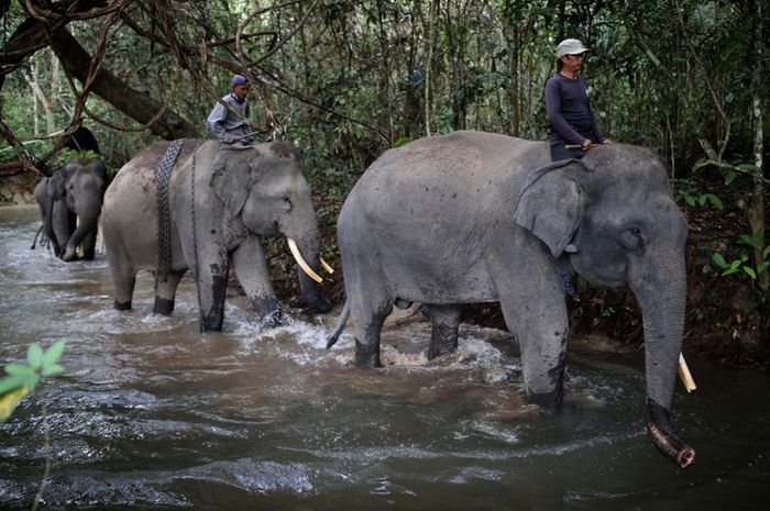 way: Gajah Lampung Way Kambas
