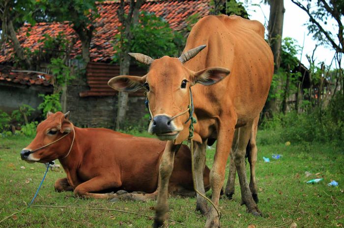Mengenal Sapi Pedaging yang Banyak Ditemui di Indonesia, Yuk! - Bobo