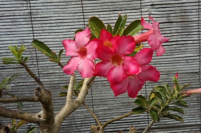 Dulunya Getah Adenium Digunakan sebagai Racun Panah di Afrika Bobo