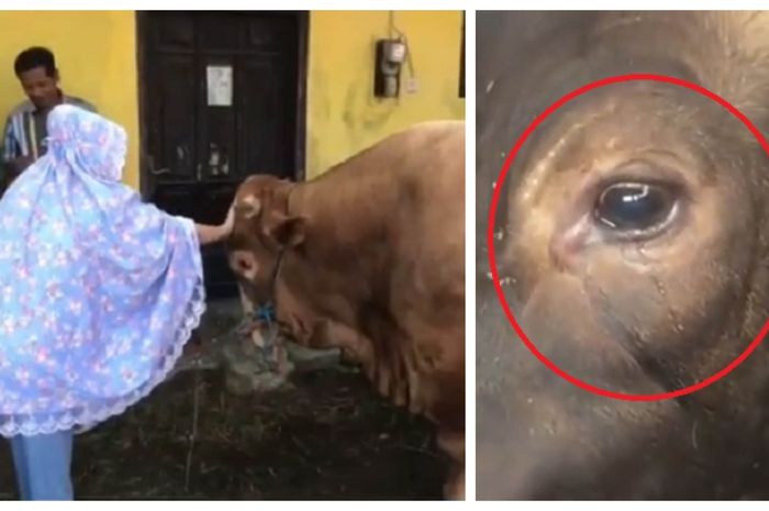 750 Gambar Sapi Untuk Kolase HD Terbaik