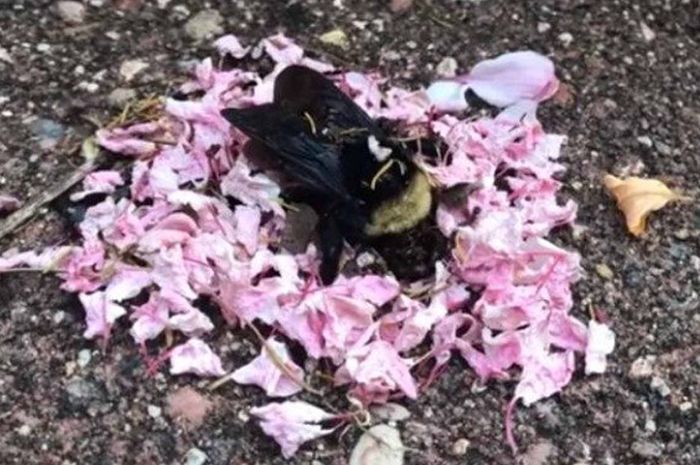 SemutSemut Ini Mengadakan Upacara Pemakaman untuk Lebah yang Mati Bobo