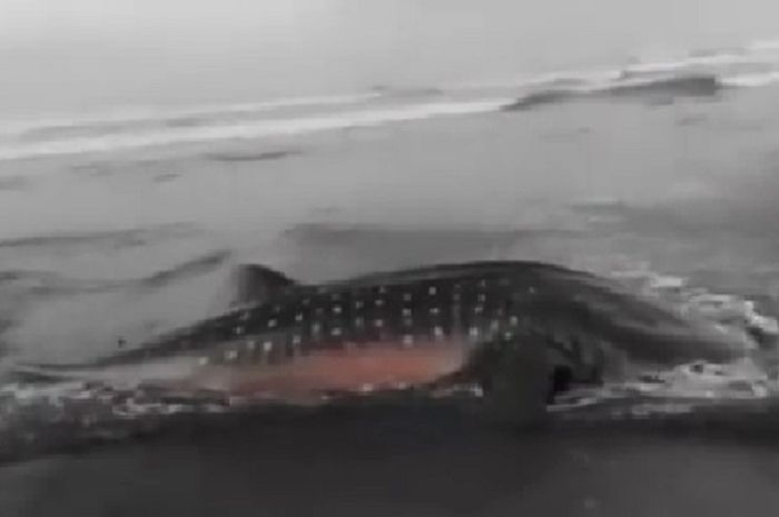Viral Ikan Hiu Langka Terdampar Di Pantai Parangkusumo