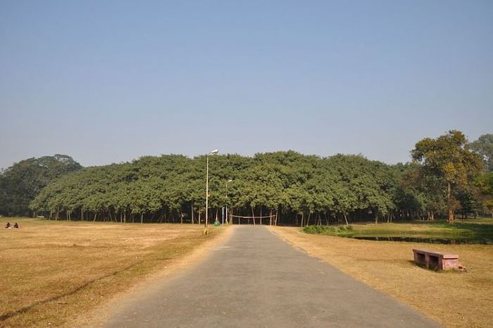 Pohon beringin terbesar di dunia.