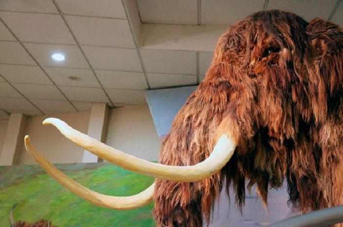 3 Spesies Binatang Punah Yang Ingin Dihidupkan Kembali Oleh