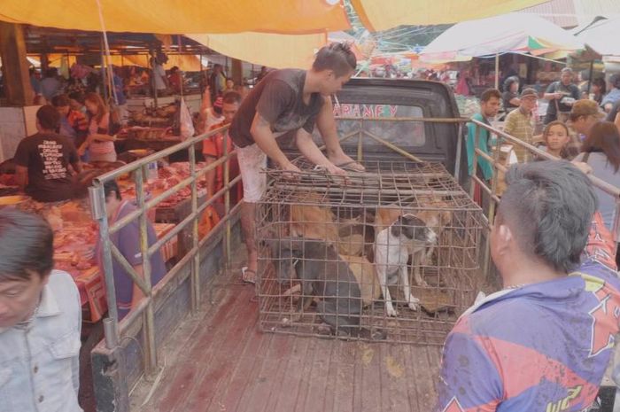 Foto Foto Memilukan Penjualan Daging Kucing Dan Anjing Di