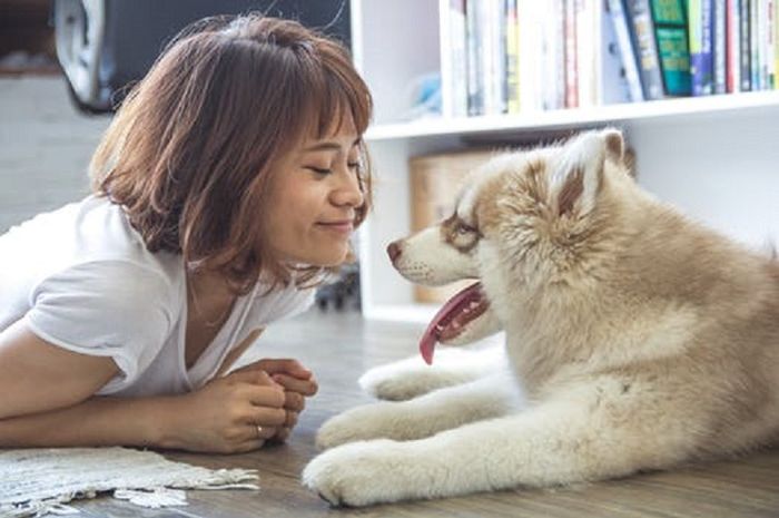 Sering Dibilang Mirip, Ini Bedanya Alaskan Malamute dan Siberian Husky