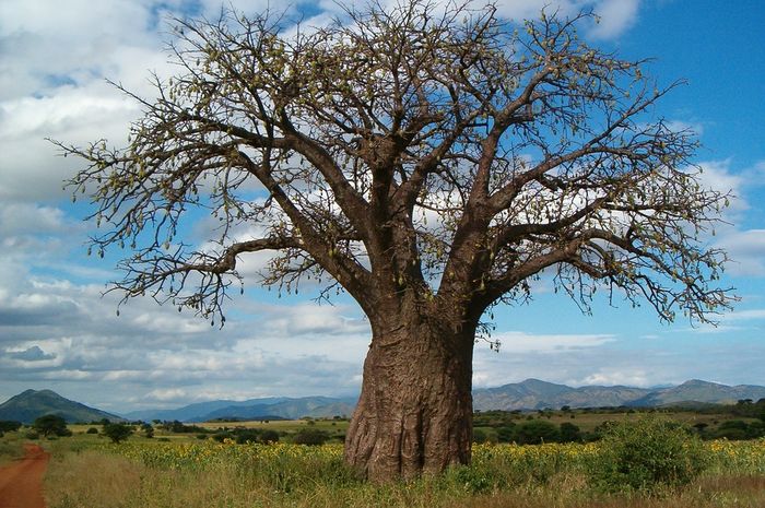 Mengenal Baobab, Pohon Asal Afrika Berusia Jutaan Tahun - Bobo