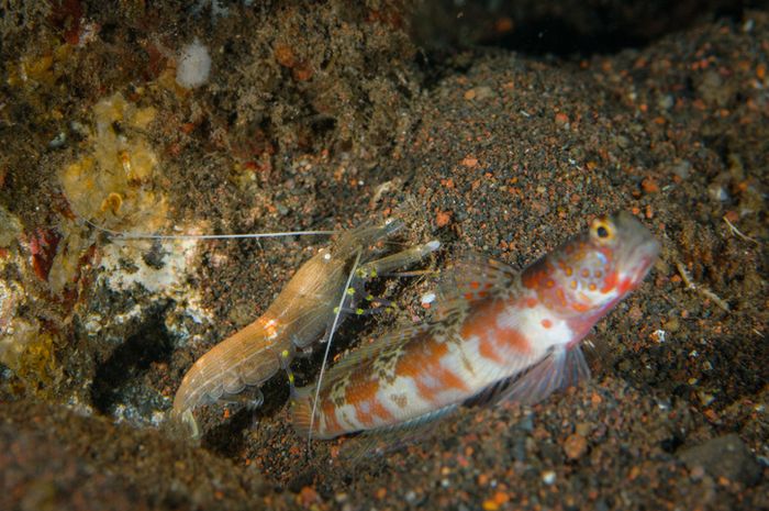 66+ Ikan Goby Air Laut Gratis Terbaru