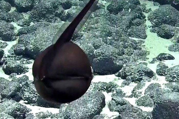 Seperti Balon, Belut Unik di Hawaii Ini Bisa Menggembung, lo! Bobo