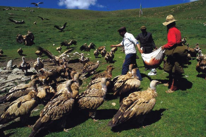 Jenazah Dimakan Burung Begini Ritual Pemakaman Langit Di Tibet