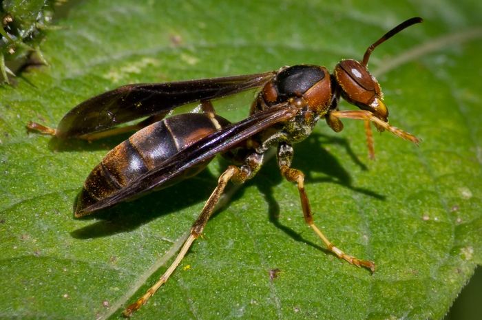 Cara mengusir lebah dengan bawang putih